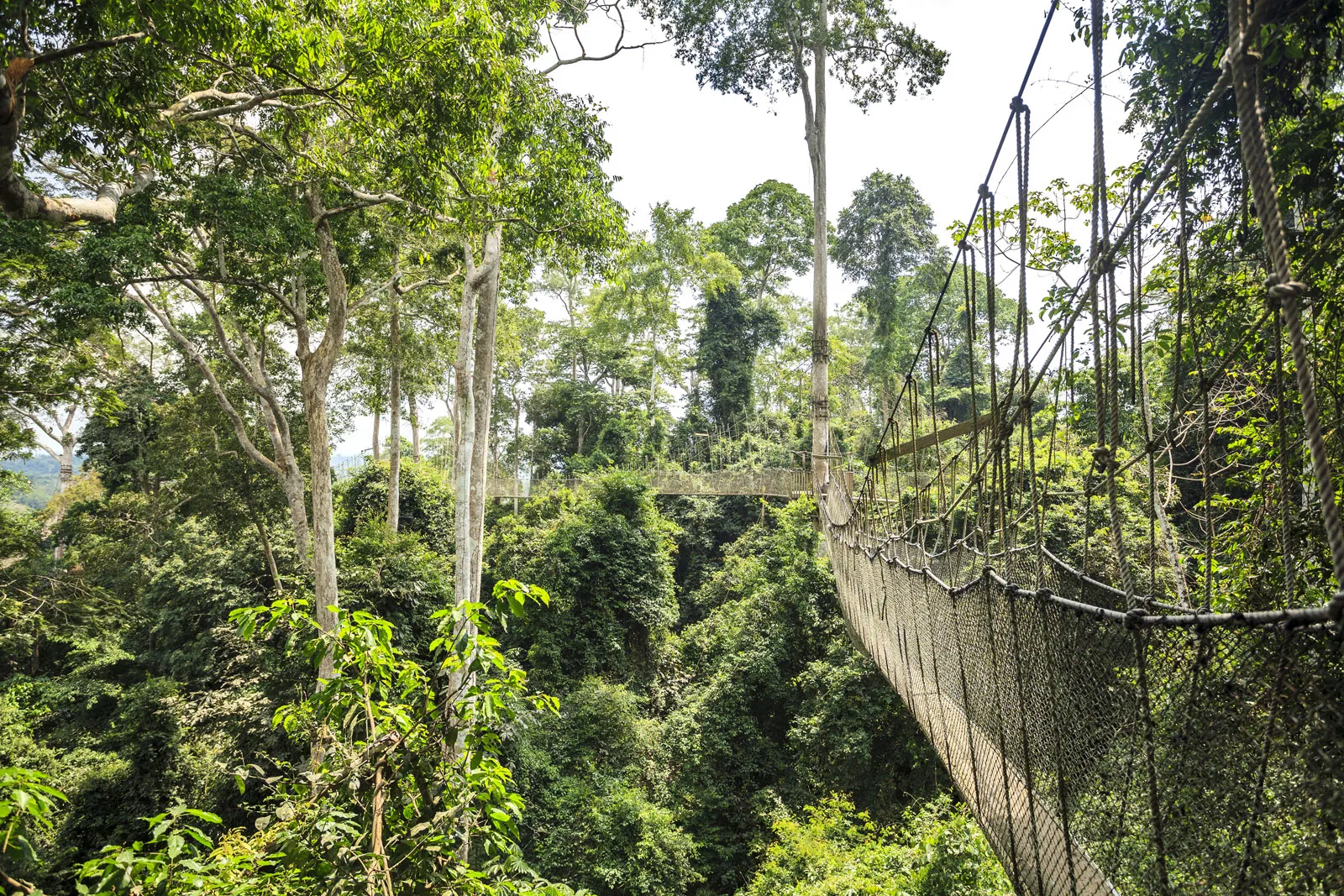 All-Year Tropical Climate